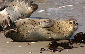 Harbor seal