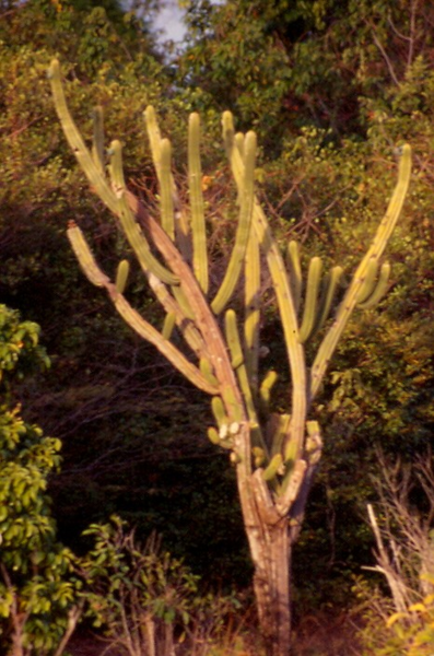 File:Pilosocereus catingicola EARMLucena2007.png