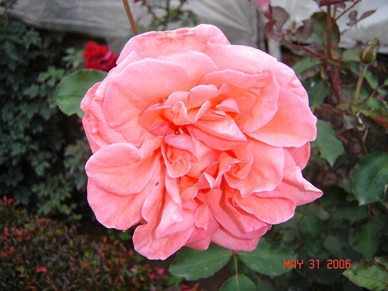 File:Pink rose.JPG