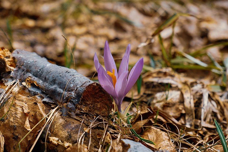 File:Planina Ostrozub 01.jpg