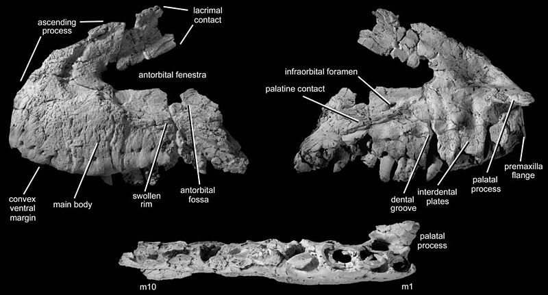 File:Polonosuchus silesiacus.jpg