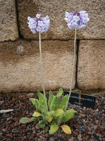 File:Primula bellidifolia 001.JPG