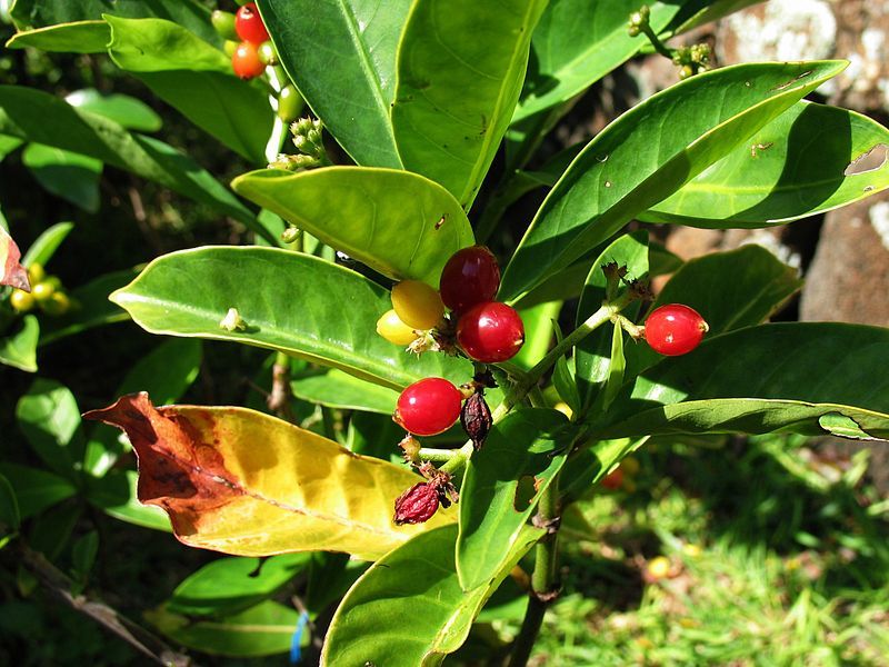 File:Psychotria mariana (4797228371).jpg