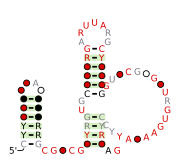 RAGATH-16 Secondary structure taken from the Rfam database. Family RF03047