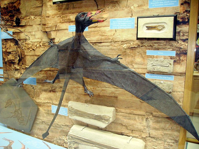 File:Rhamphorhynchus model.jpg