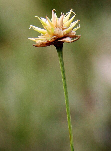 File:Rhynchospora globosa.jpg