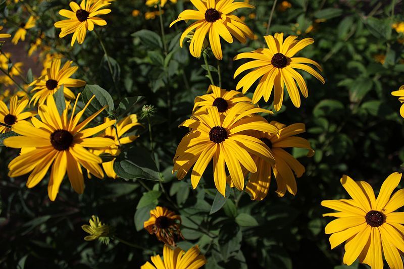 File:Rudbeckia subtomentosa 01.JPG