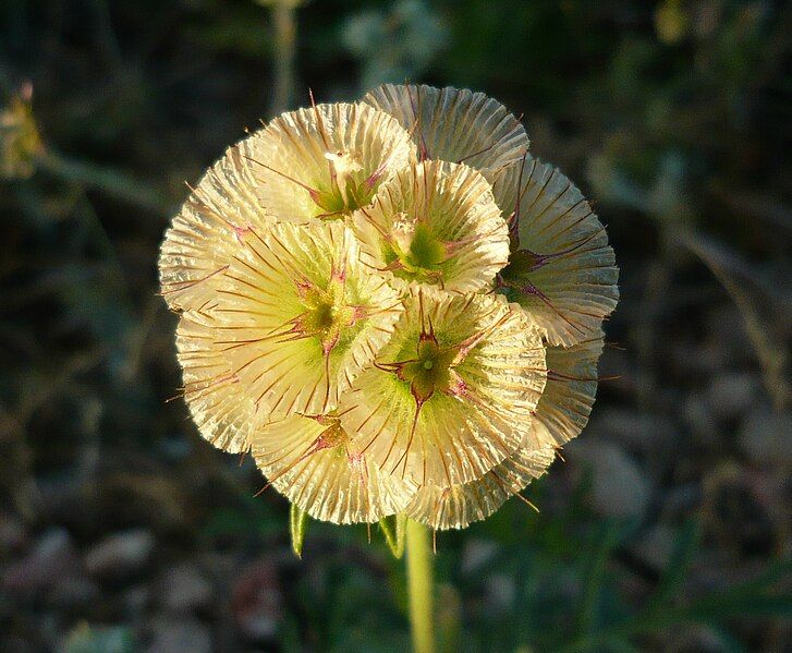 File:Scabiosa stellata.jpg