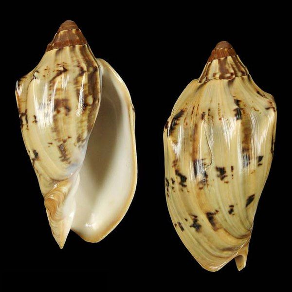 File:Shell Cymbiola laminusa.jpg