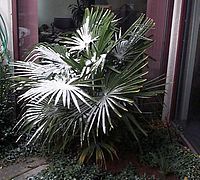 Trachycarpus fortunei dusted with snow in Grand Junction, Colorado