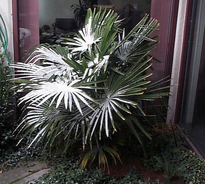 File:Snowpalmfortunei.jpg