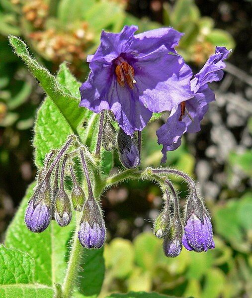 File:Solanum wallacei 2.jpg