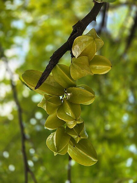 File:Star fruit photo.jpg