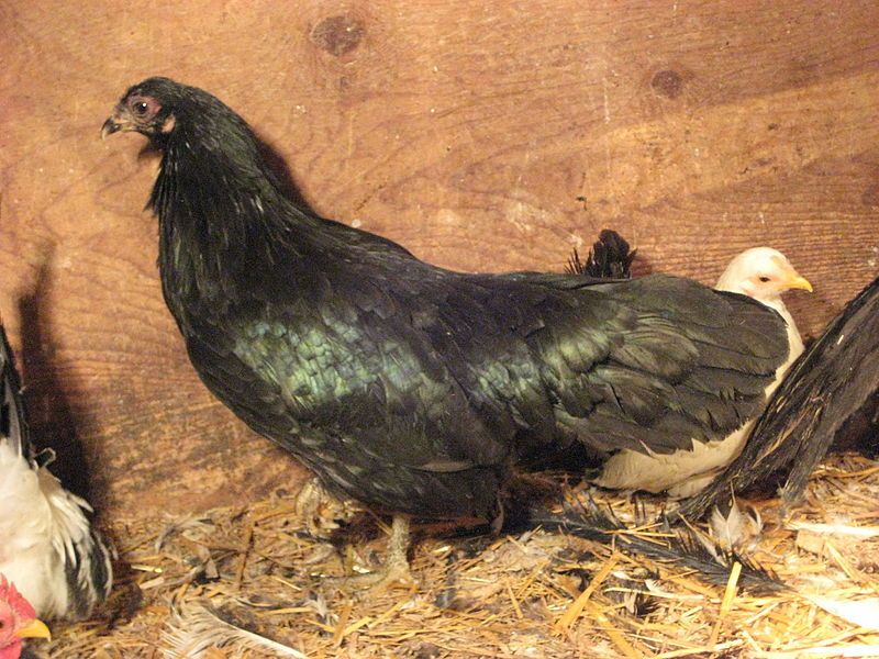 File:Sumatra hen.jpg