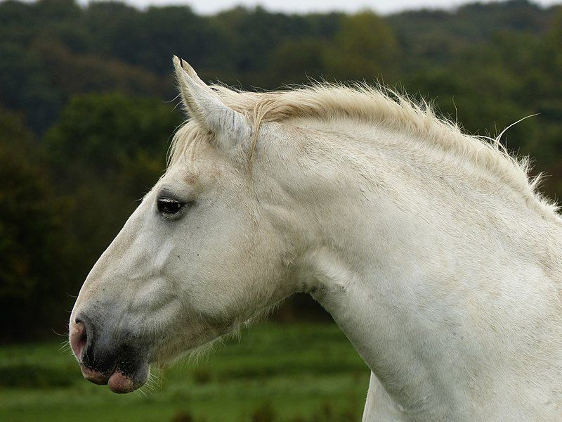 File:Tête jument boulonnaise.jpg