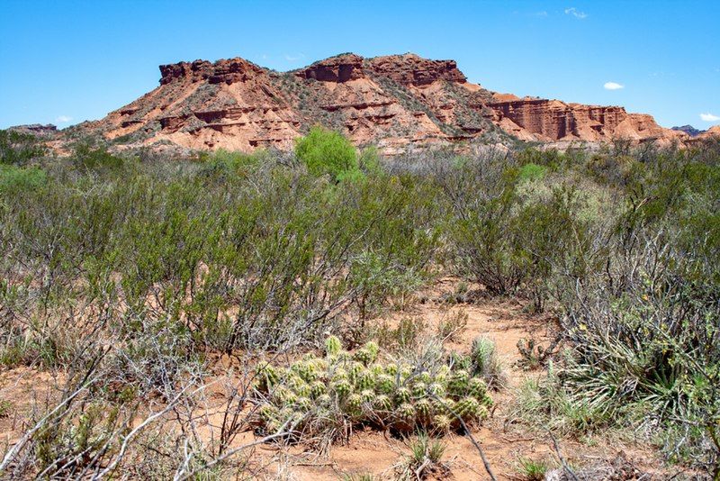 File:Tamarisk and cactus.jpg