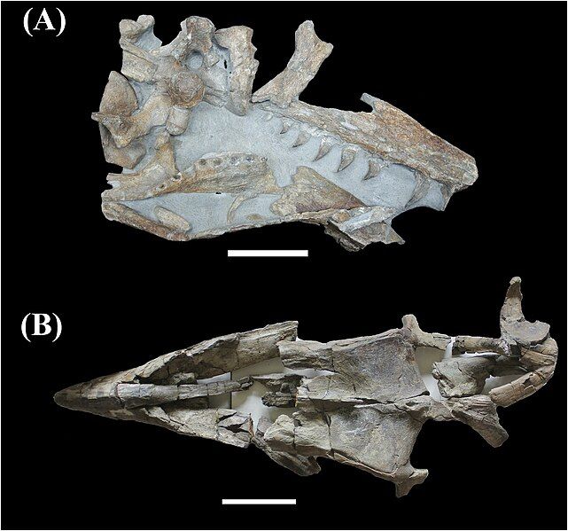 File:Taniwhasaurus skulls.jpg