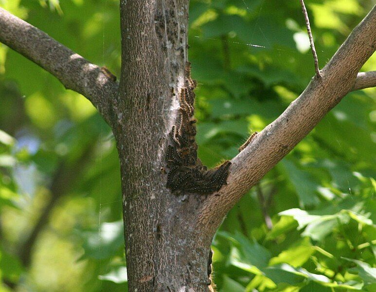 File:Tent caterpillar group.jpg