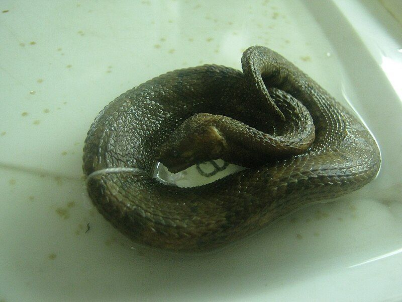 File:Trachyboa boulengeriIMG 0448.JPG