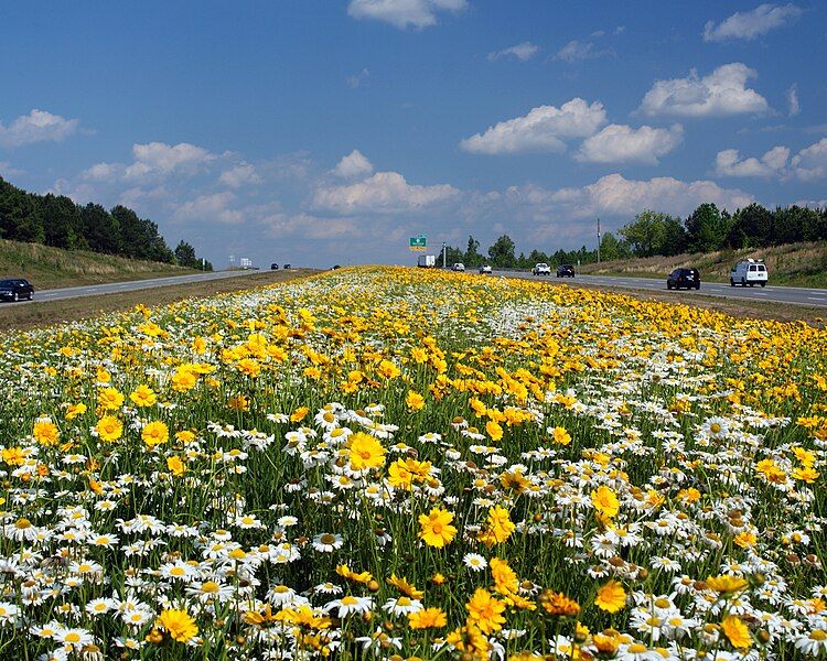 File:US70-Clayton Bypass-Wild Flowers.jpg