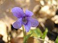 Wood violet