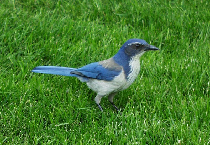 File:WesternScrubJay2.jpg