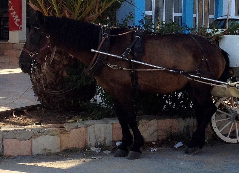 File:Zakinthos horse.jpg