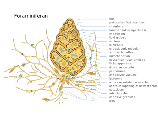 File:2023 Foram.svg