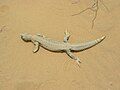 A dead Uromastyx found on the dunes.