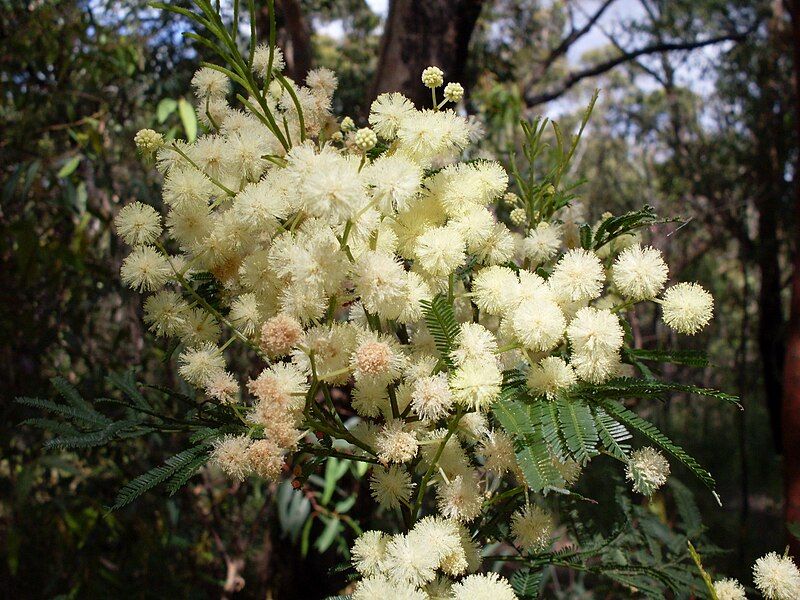 File:Acacia parramattensis Jannali.jpg