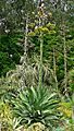 Agave ferox