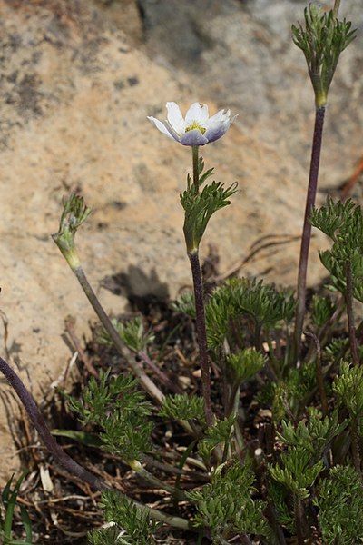 File:Anemone drummondii 7765.JPG