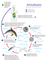 Life cycle of the parasitic Anisakis worm