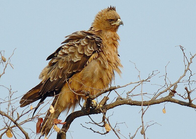 File:Aquila wahlbergi.jpg