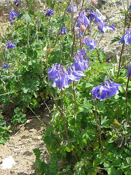 File:Aquilegia pyrenaica001.jpg