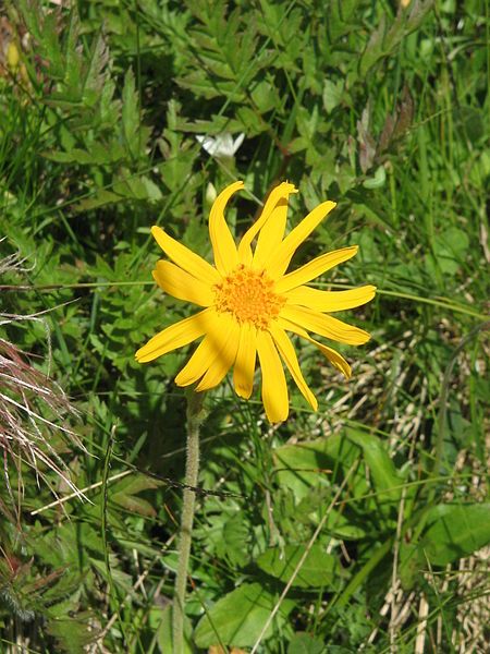 File:Arnica montana002.jpg