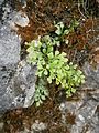 Asplenium ruta-muraria