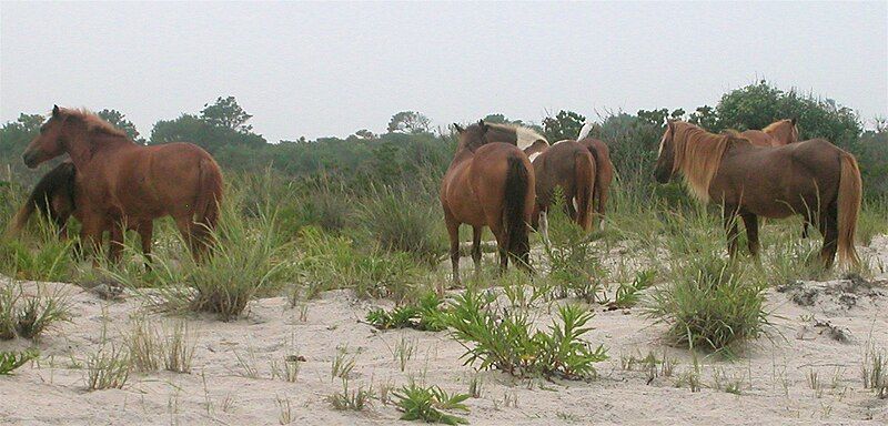 File:Assateagueponies.jpg