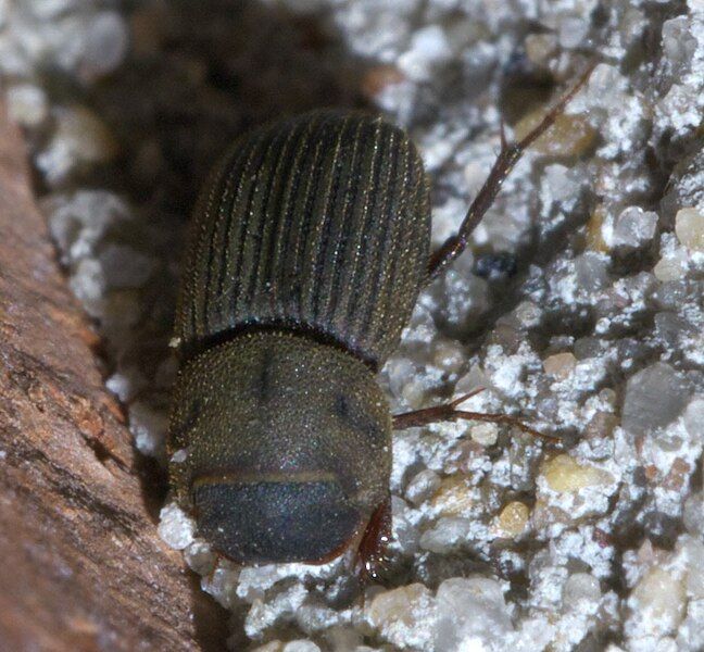 File:Ataenius imbricatus P1640046a.jpg