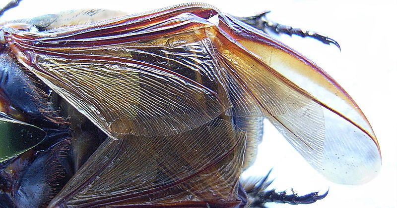 File:Beetlewing half folded.JPG