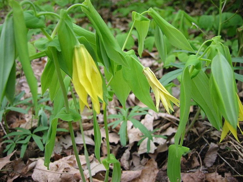 File:Bellwort.jpg