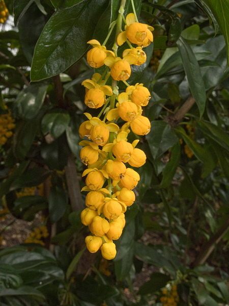 File:Berberis valdiviana 120502-2.jpg