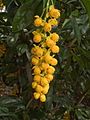 B. valdiviana, flowers from Chile (cultivated in the UK)