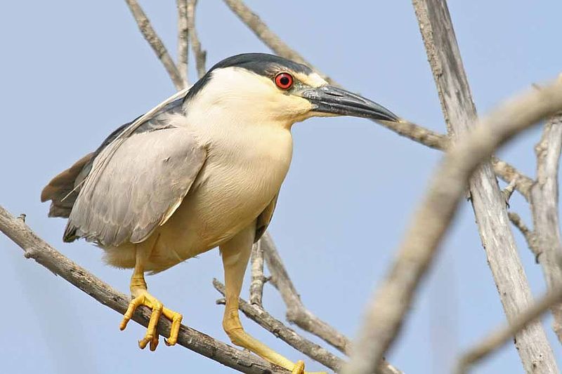 File:Black-crowned Night-heron2.jpg