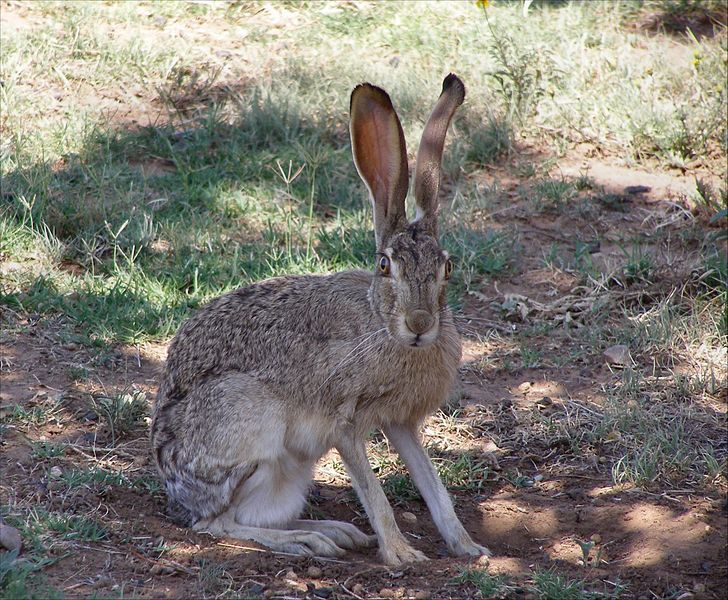 File:Btjackrabbit.jpg