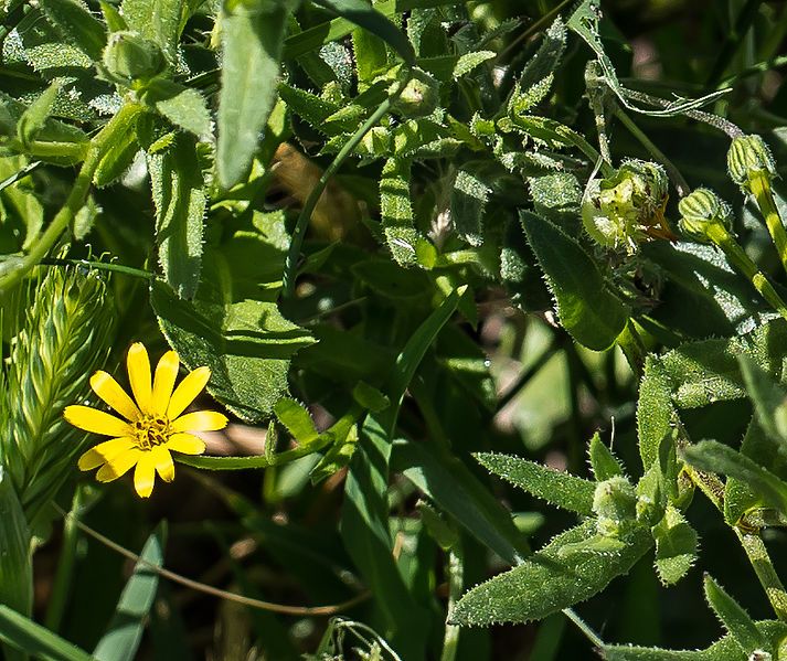 File:Calendula stellata.jpg