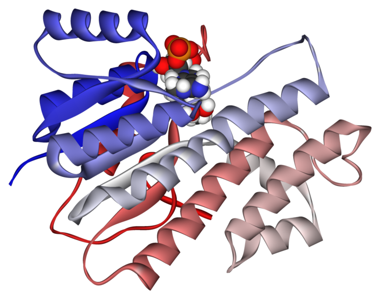 File:Carbonyl reductase 1WMA.png