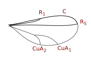 Cecidomyiinae wing veins (reduced venation)