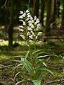 Narrow-leaved helleborine.