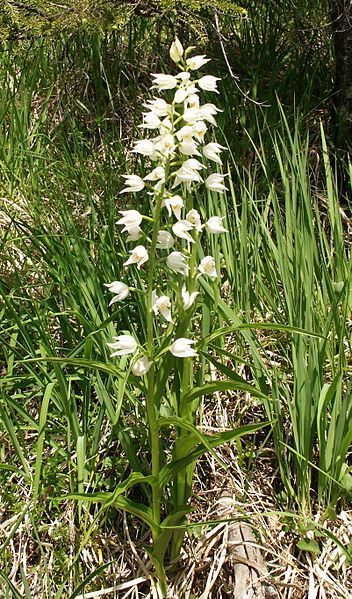 File:Cephalanthera longifolia plant100604.jpg